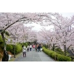 桜満開の千光寺公園