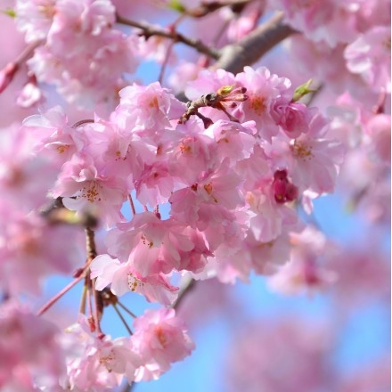 千光寺公園の桜