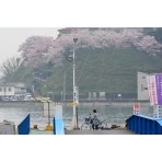 渡船の桟橋と桜のある風景