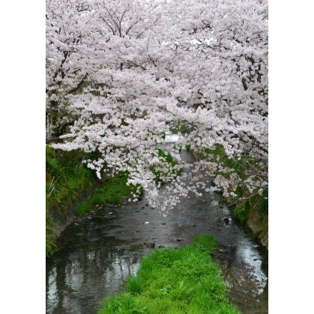 満開の桜土手