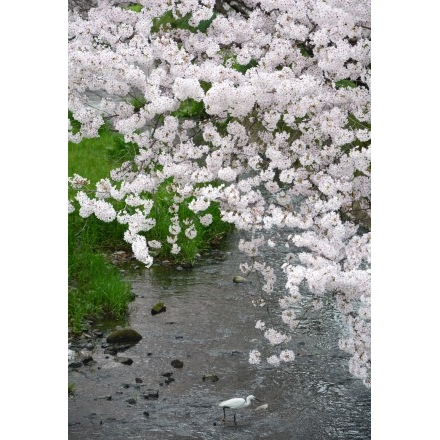 満開の桜土手