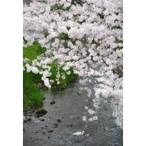 満開の桜土手