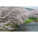 満開の桜土手