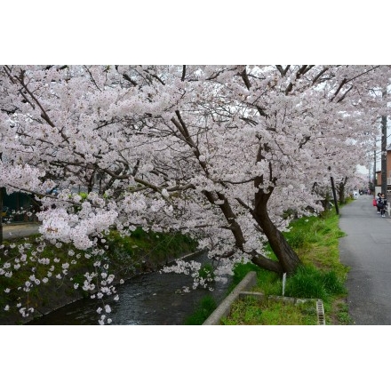 満開の桜土手