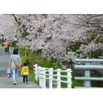 満開の桜土手