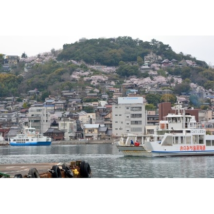 渡船越しの桜風景