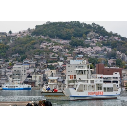 渡船越しの桜風景