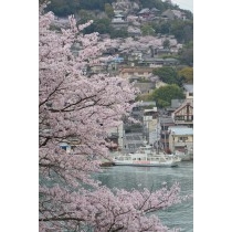 兼吉の丘から見た桜風景