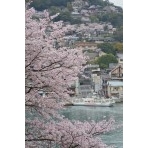 兼吉の丘から見た桜風景