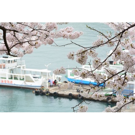 兼吉の丘から見た桜と渡船