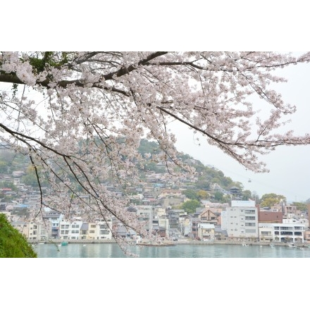 兼吉の丘の桜越しに見る風景