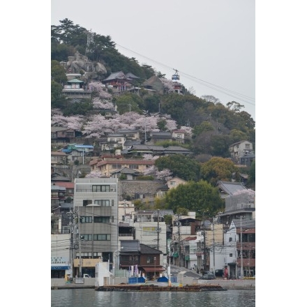 兼吉の丘の桜越しに見る風景