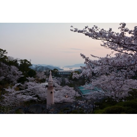 夕暮れの千光寺公園と桜