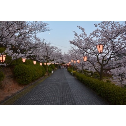 夕暮れの千光寺公園と桜