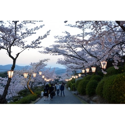 夕暮れの千光寺公園と桜