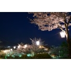 千光寺公園の夜桜