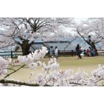 桜が咲く千光寺公園（旧公園）