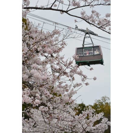 桜とロープウェイ