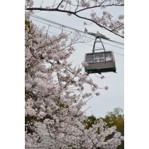 桜とロープウェイ