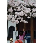 桜の千光寺