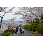 桜が咲き誇る千光寺公園