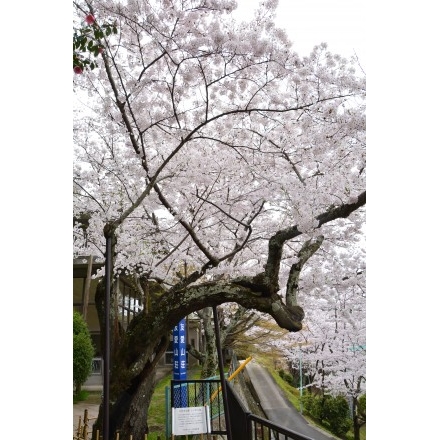 千光寺公園のシンボル桜