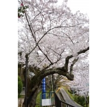 千光寺公園のシンボル桜