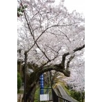 千光寺公園のシンボル桜