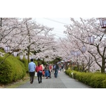 桜が咲き誇る千光寺公園