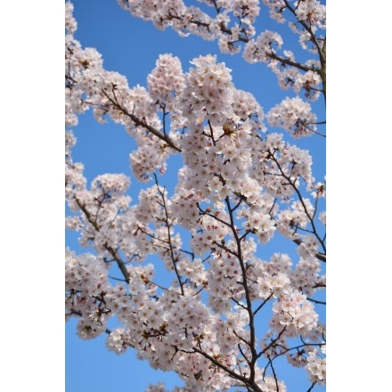 満開の千光寺公園の桜