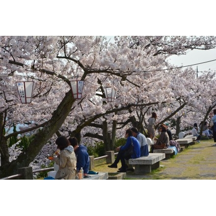 千光寺公園のお花見風景