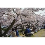 千光寺公園のお花見風景