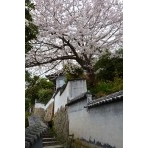 天寧寺坂の桜