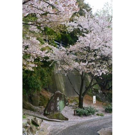 桜の絨緞に包まれた千光寺の参道
