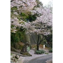 桜の絨緞に包まれた千光寺の参道