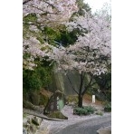 桜の絨緞に包まれた千光寺の参道