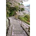 桜の絨緞に包まれた坂道