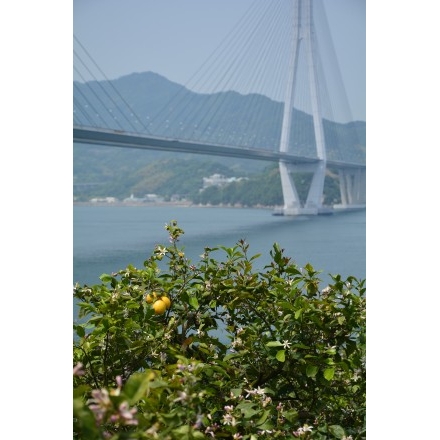 レモンの花としまなみ海道多々羅大橋