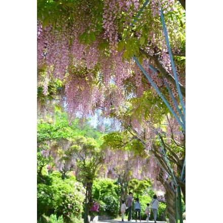 千光寺公園の藤棚