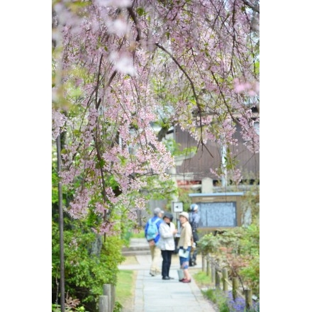 天寧寺のシダレザクラ