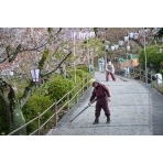 千光寺公園の春風景