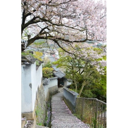 天寧寺坂の桜