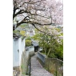 天寧寺坂の桜