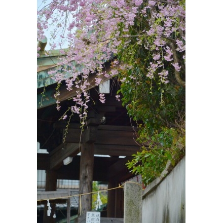 枝垂桜と艮神社
