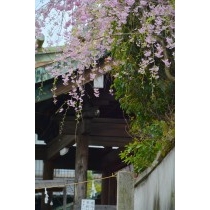 枝垂桜と艮神社