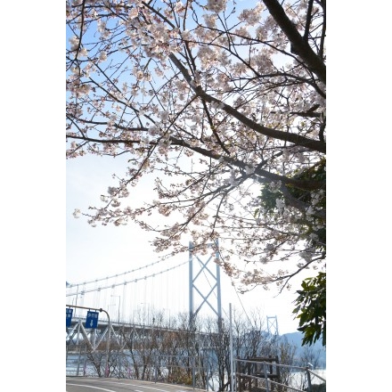 桜としまなみ海道因島大橋