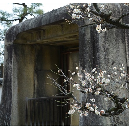 持光寺の梅