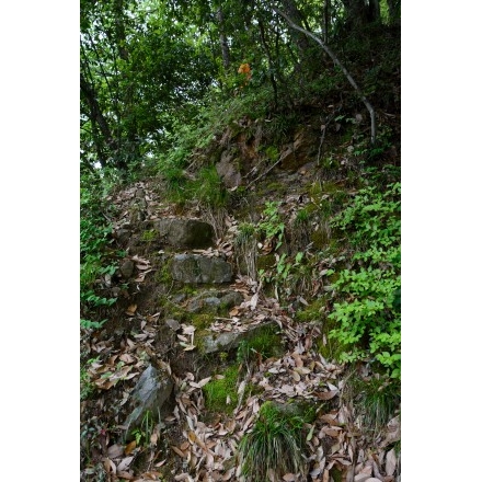 雲雀城址への登山道