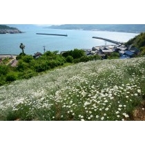 重井西港斜面の除虫菊畑