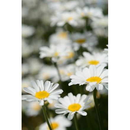 除虫菊の花